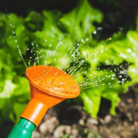 An orange watering nozzle spraying water droplets onto green leaves.