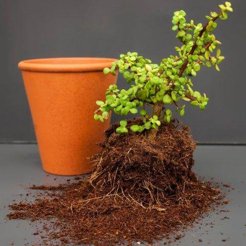 Repotting Houseplants