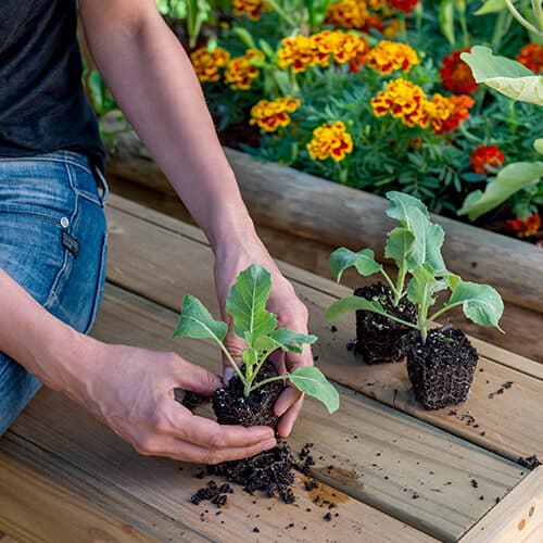 Hands planting young kale seedlings in soil outdoors beside marigold flowers.