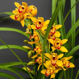 Caring for the cymbidium orchid
