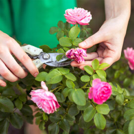 Video: How to prune your roses