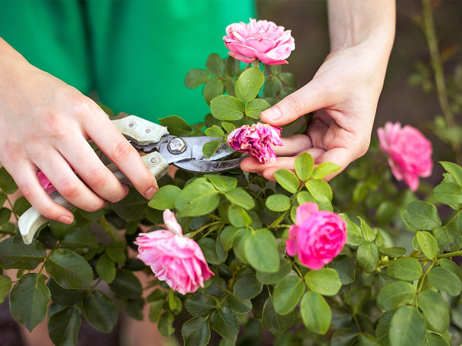 A person using a pair of white shears to prune a pink rosebush with green leaves.
