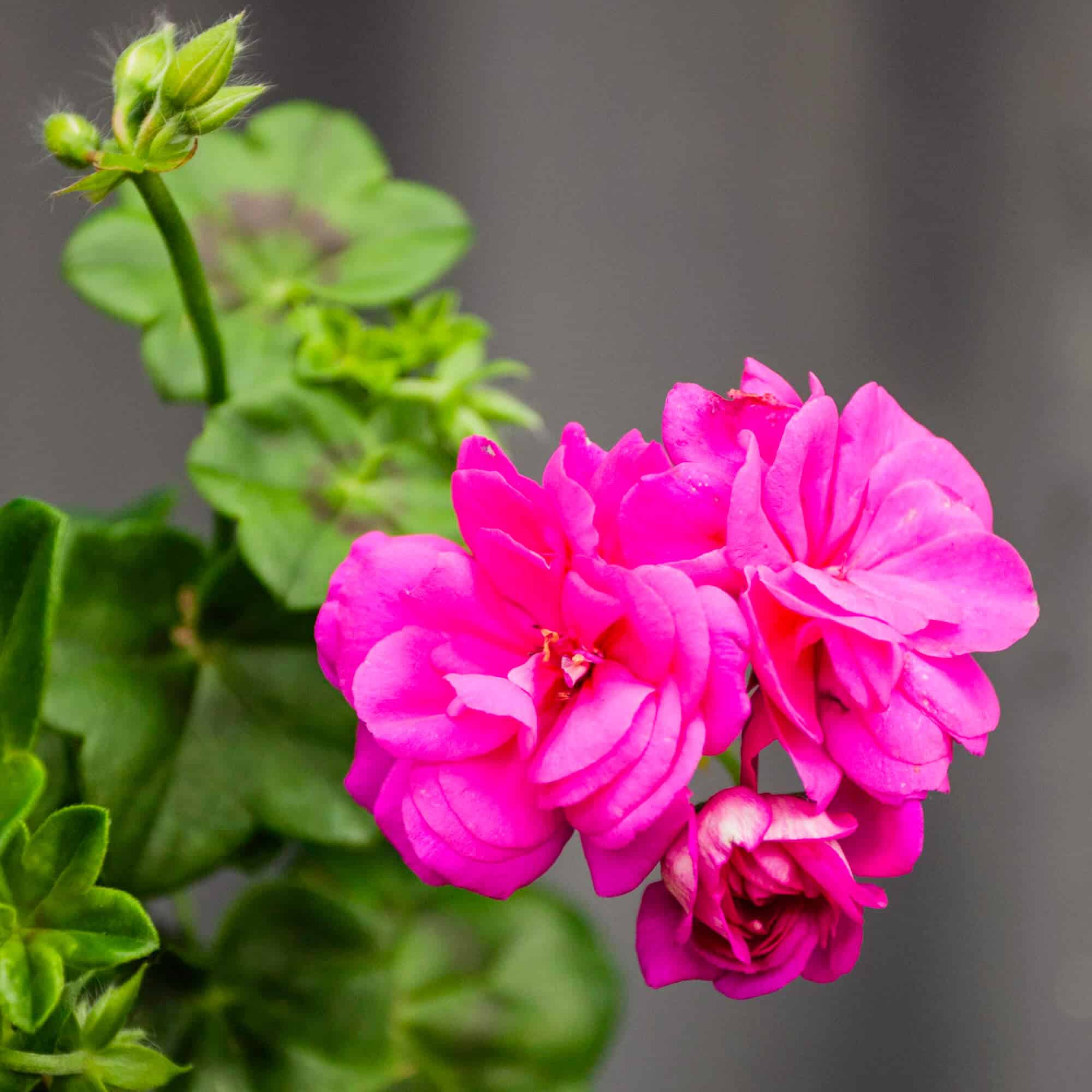 A close-up of vibrant pink geranium flowers against lush green foliage on a grey background.