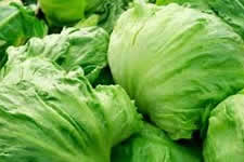 Closeup of green heads of lettuce.