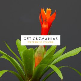 Get guzmania’s this season