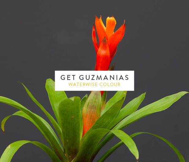 Bright orange waterwise Guzmania flower against grey background.