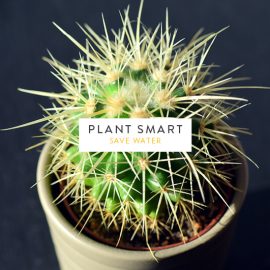Plant smart: Save water