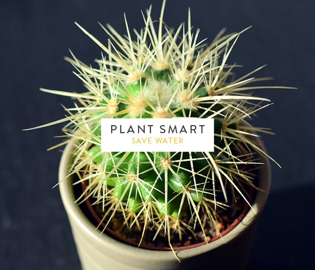 Spiky green cactus in pot with text "PLANT SMART SAVE WATER".