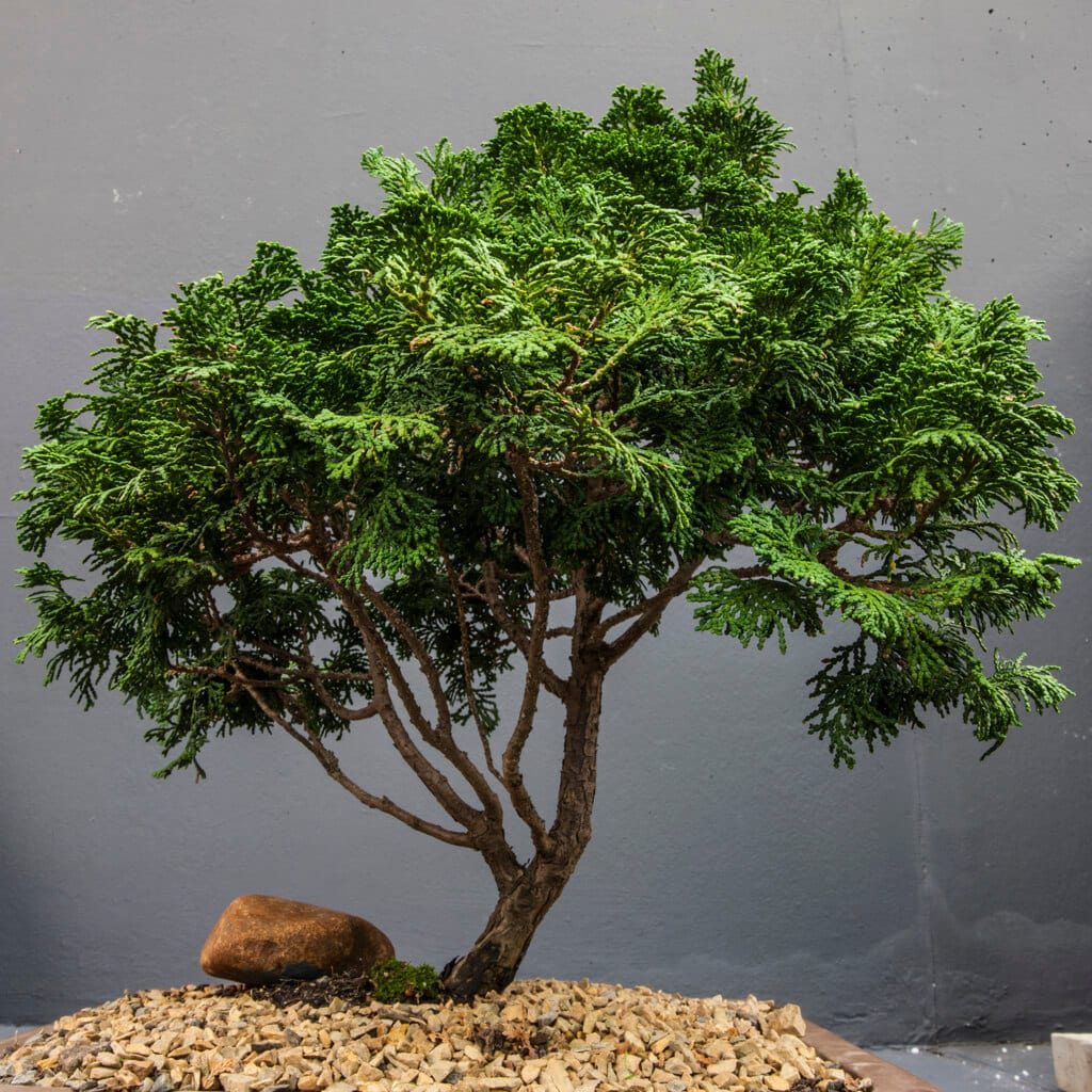 Dark green Bonsai tree in a planter topped with small stones.