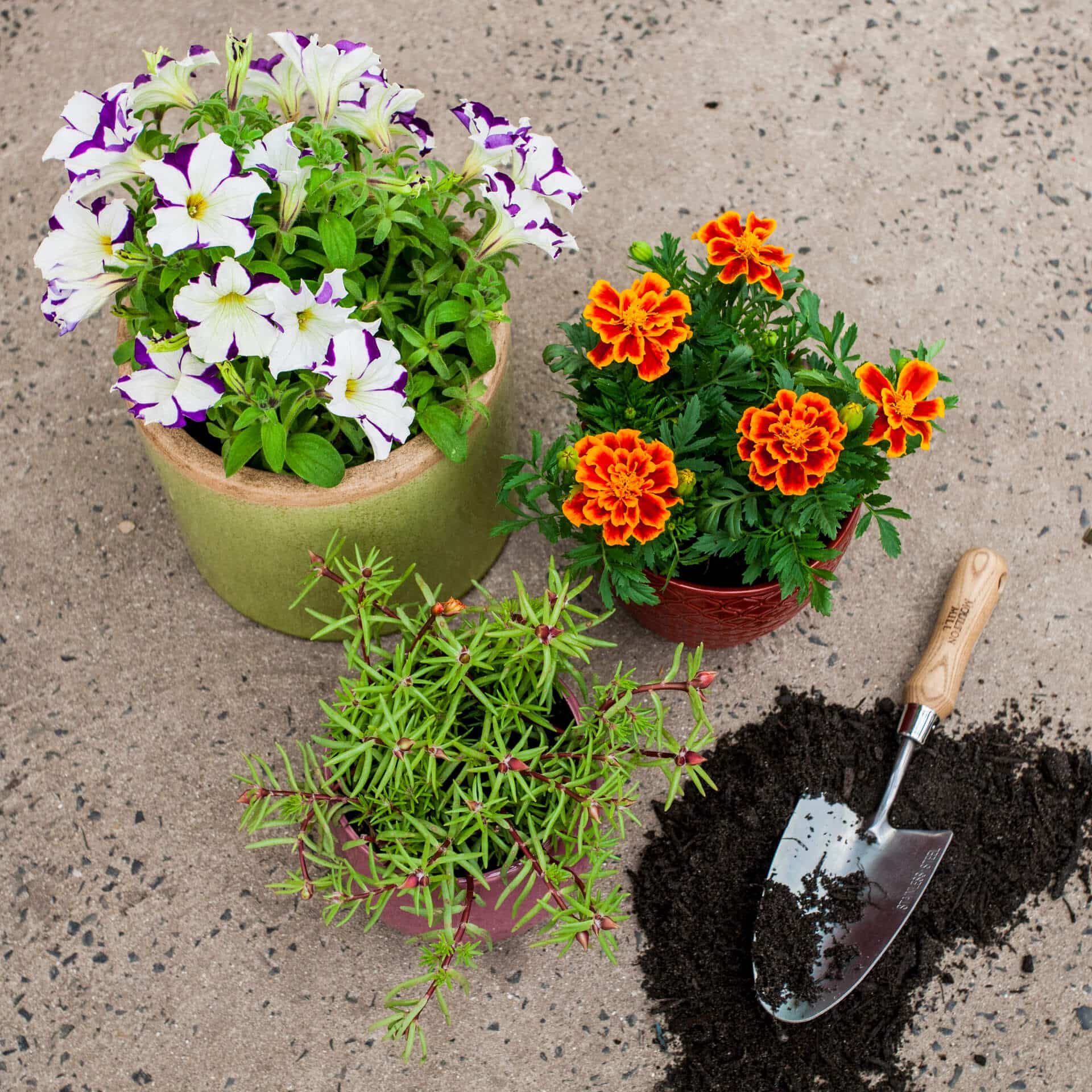 Colourful potted flowering plants alongside a gardening tool in soil on a concrete floor.
