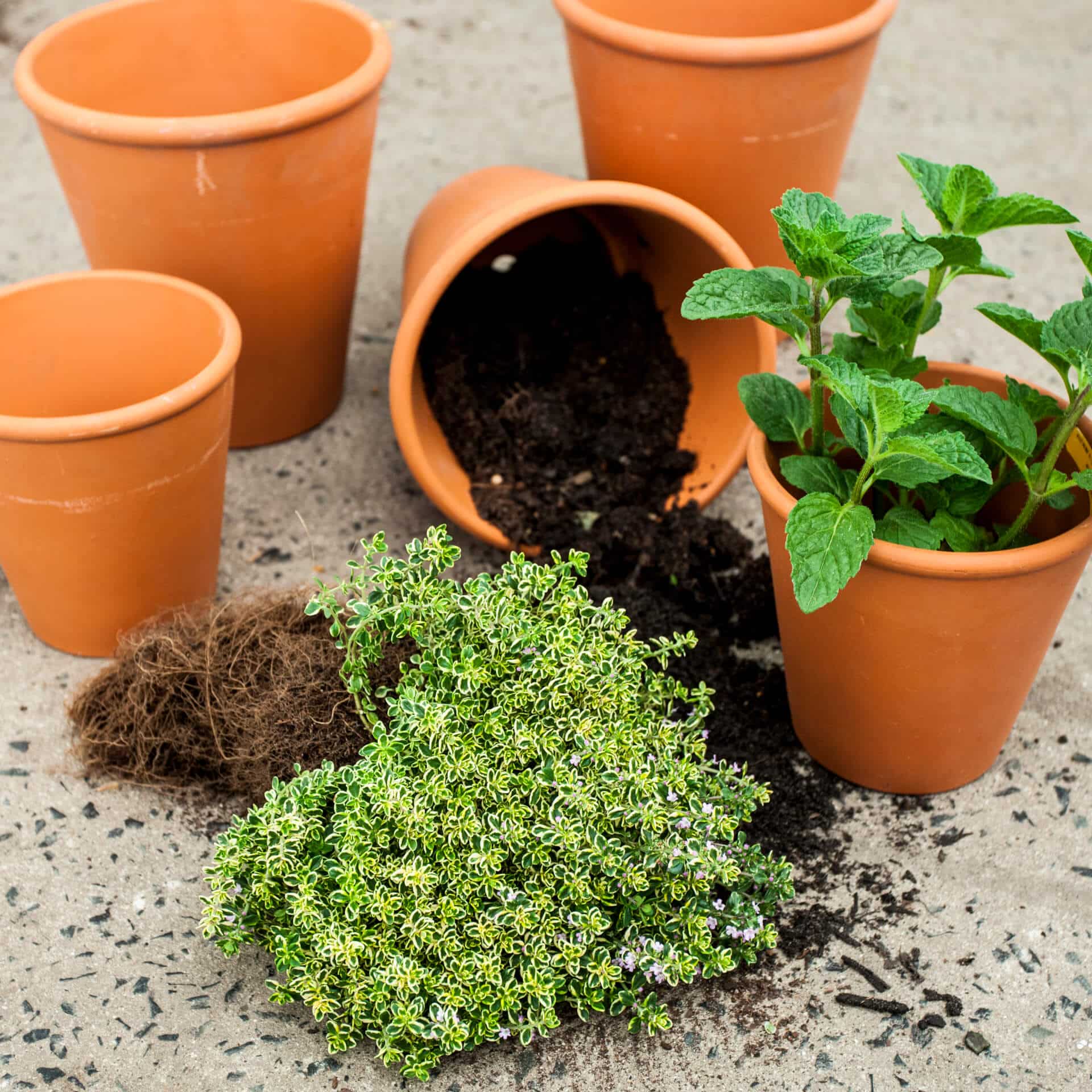 Potted mint and thyme next to small clay pots filled with dark soil, on a neutral concrete background.