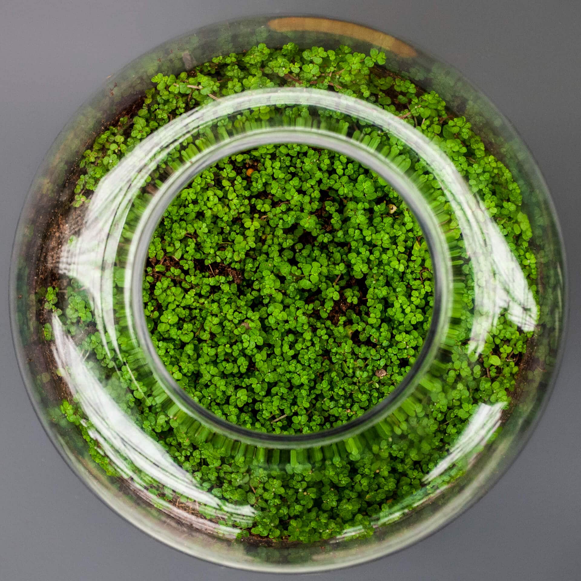 Overhead view of a glass bowl filled with vibrant green terrarium plants.