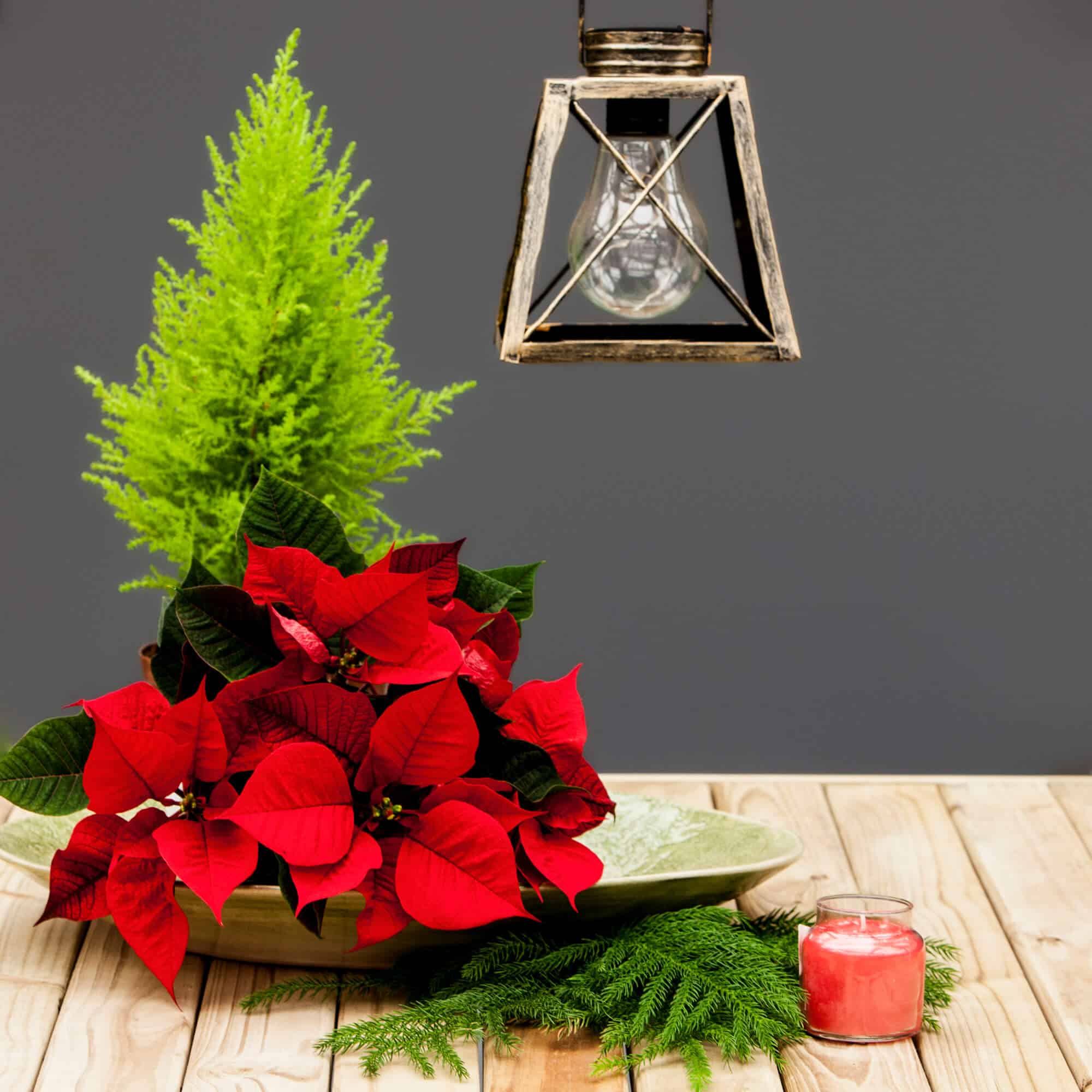 A metal lantern hanging above red poinsettia flowers, green leafy plants, and a candle on a wooden surface.