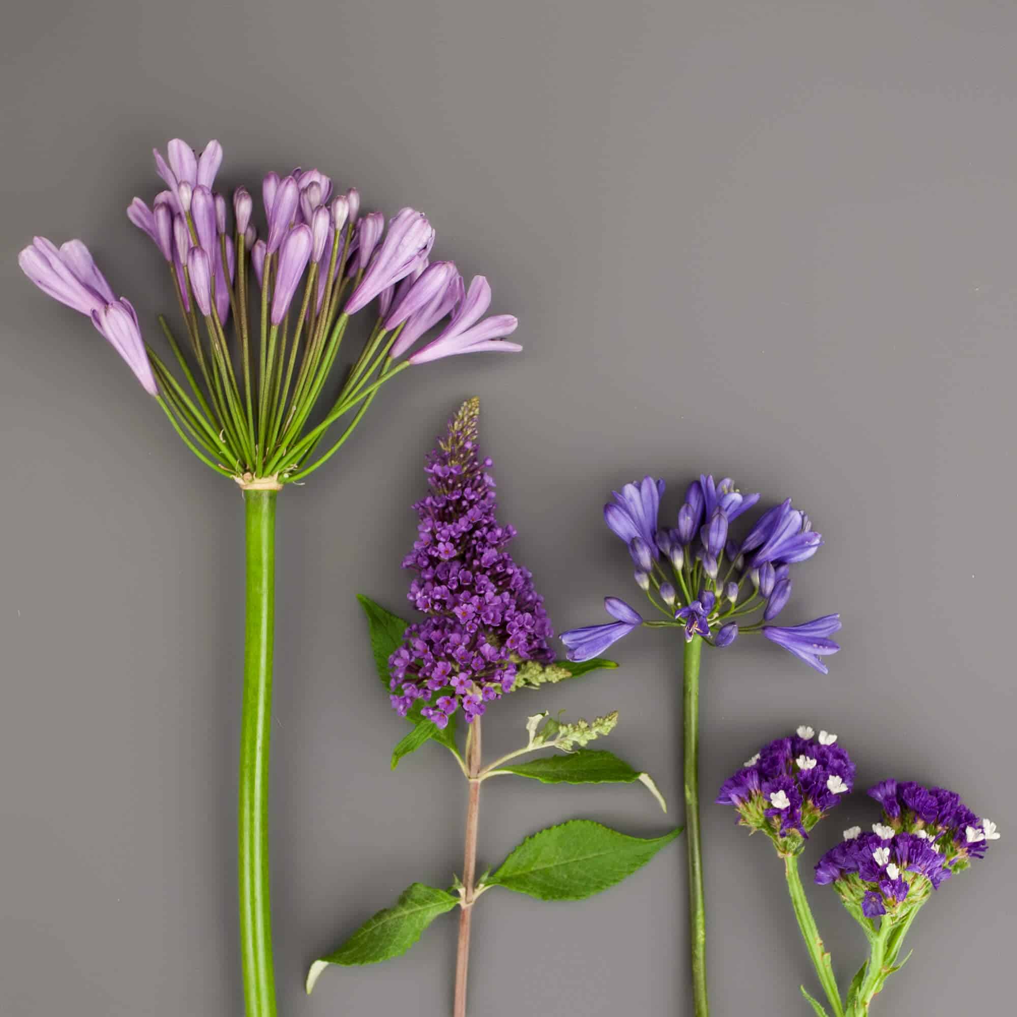 Agapanthus flowers in purple, lavender, and light purple with greenery against a grey background.