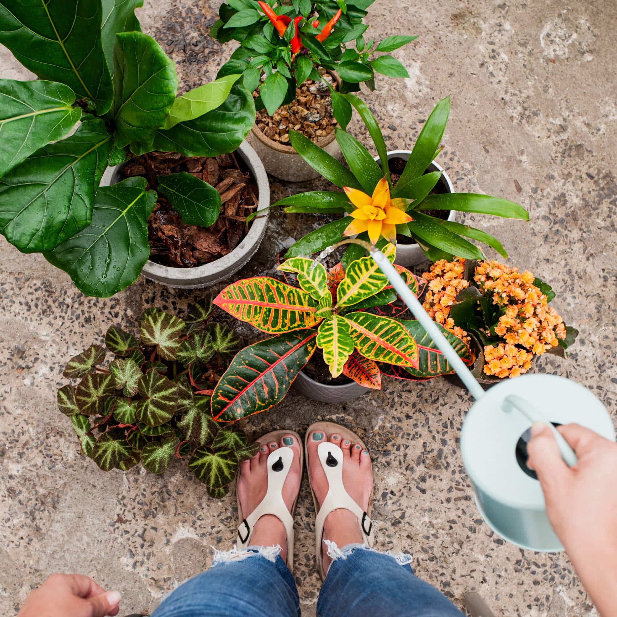 A person's feet in thong sandals, standing amidst colourful potted plants and a plastic watering can.
