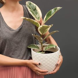 Spotlight on the rubber plant