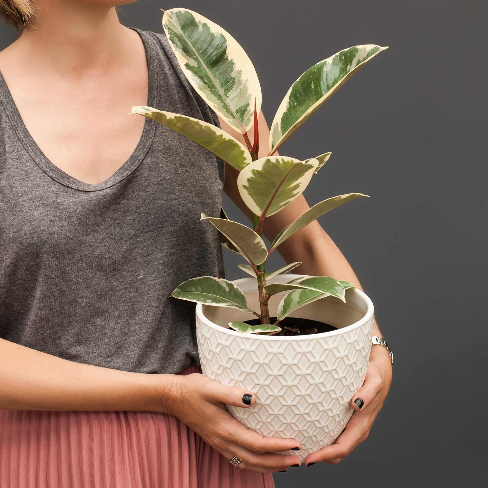 A woman holding a white decorative planter containing a variegated rubber plant, with her grey shirt visible.