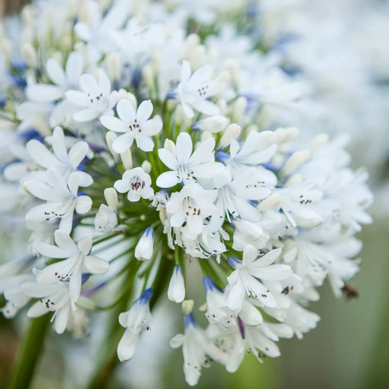 Close-up of white agapanthus flower with many small florets.