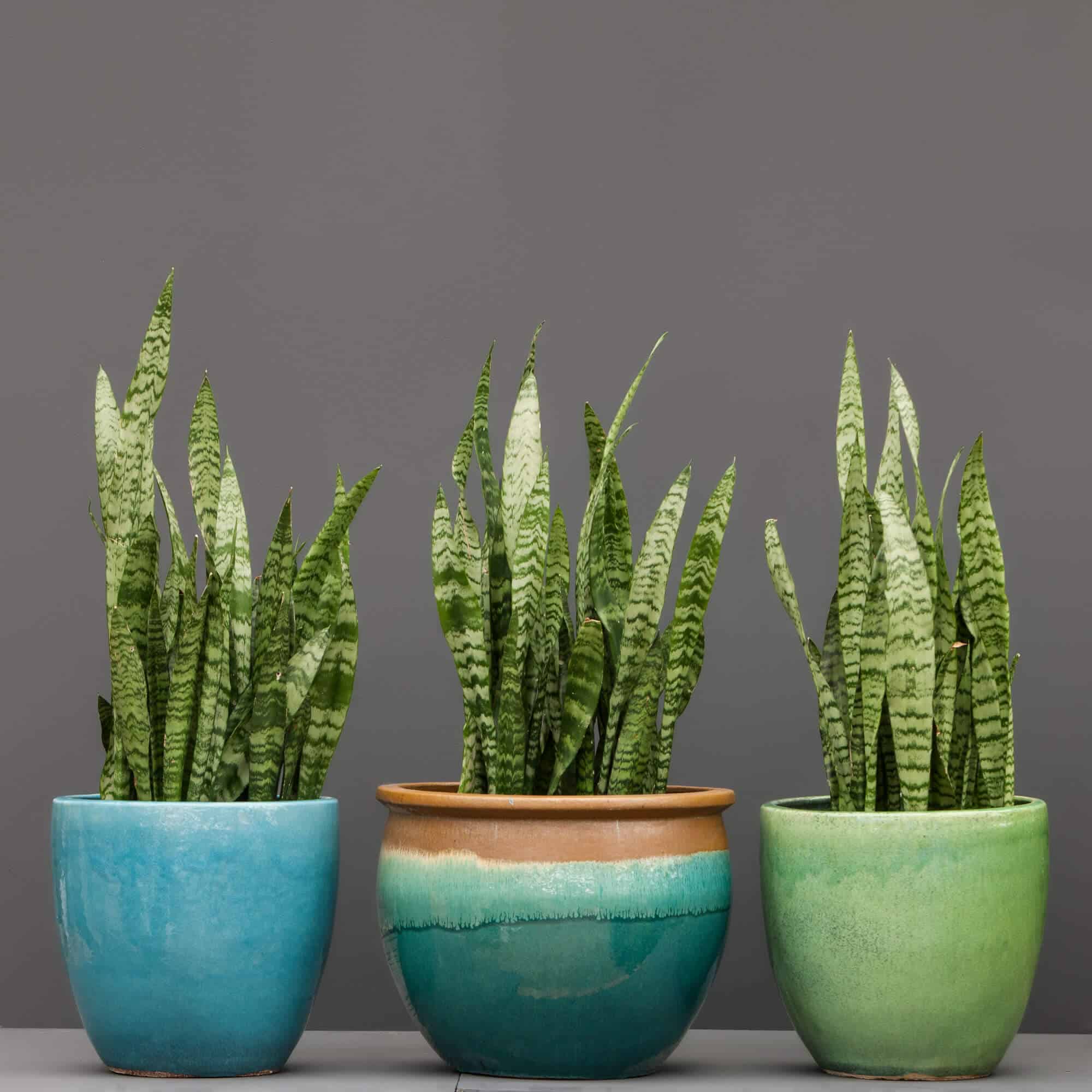 Three different-coloured green plant pots each containing a snake plant.