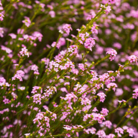 Edible indigenous South African plants