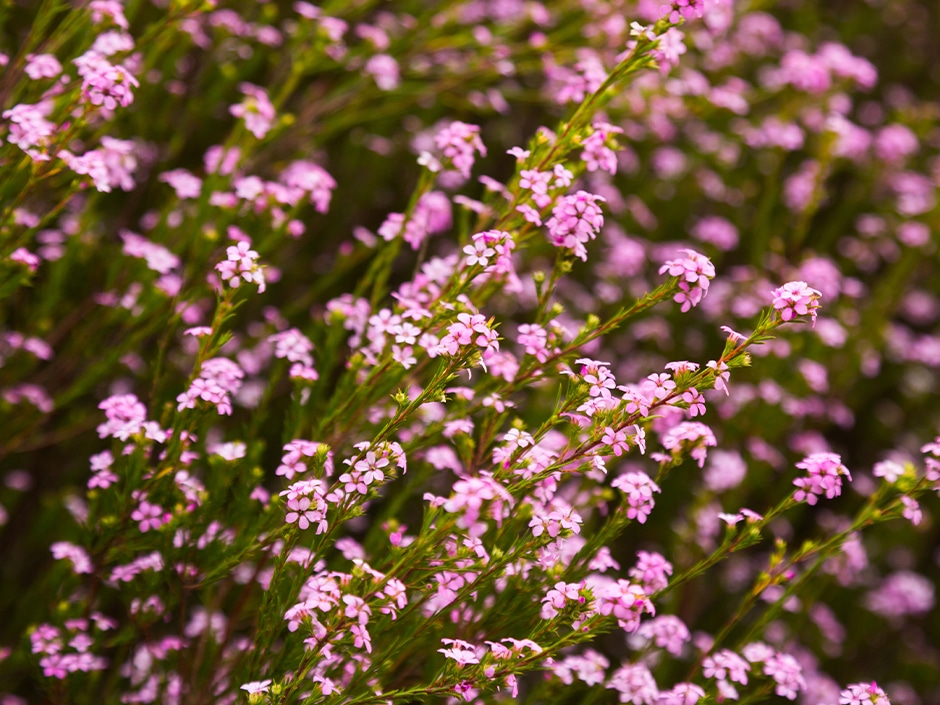 Close-up of vibrant pink flowers with small petals, clustered along thin green stems, set against a blurred background of similar blooms.