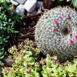 Planting a succulent rock garden