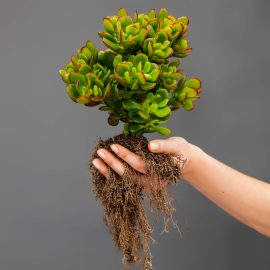 Repotting succulents