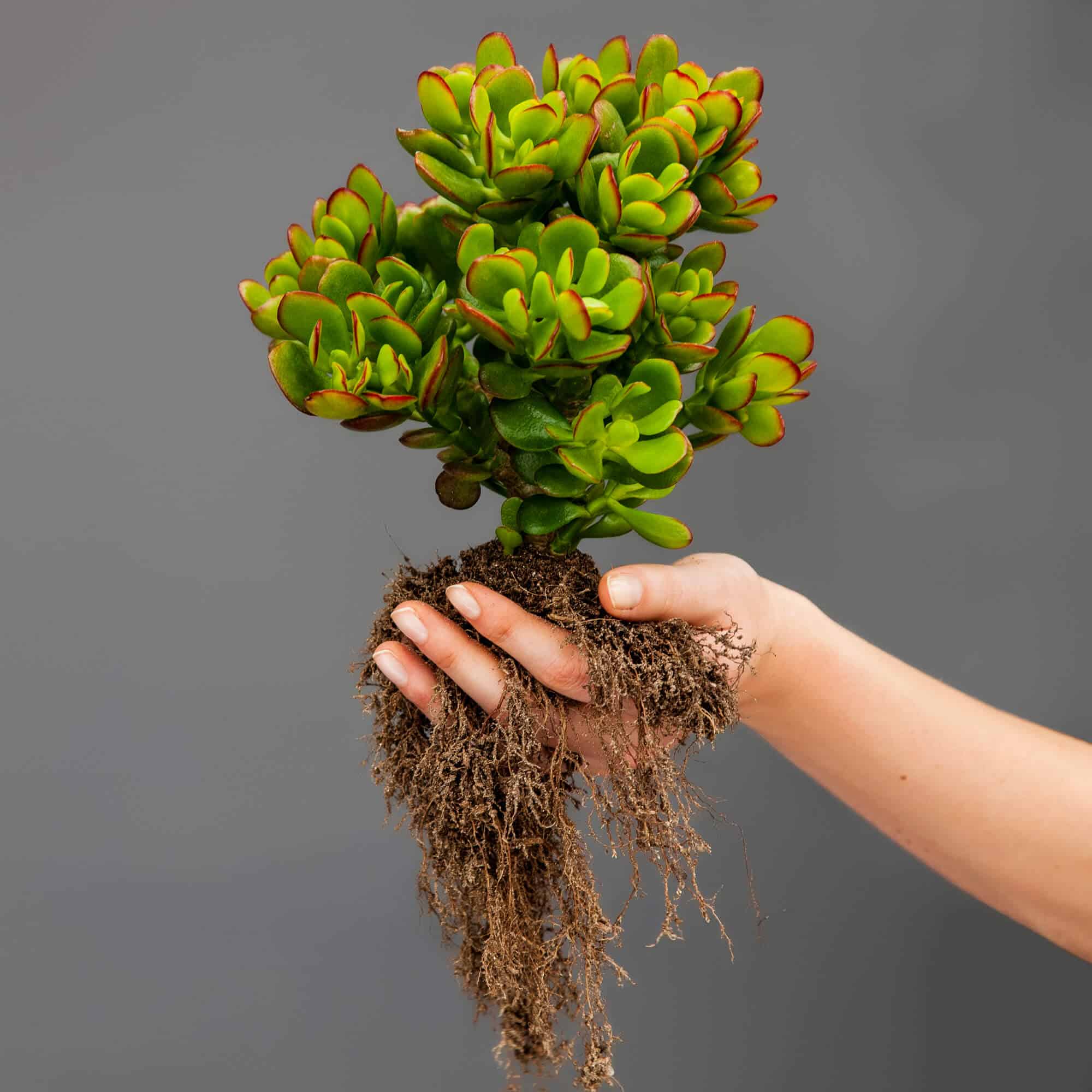 A hand holding a succulent plant with vibrant green and red leaves and exposed roots.