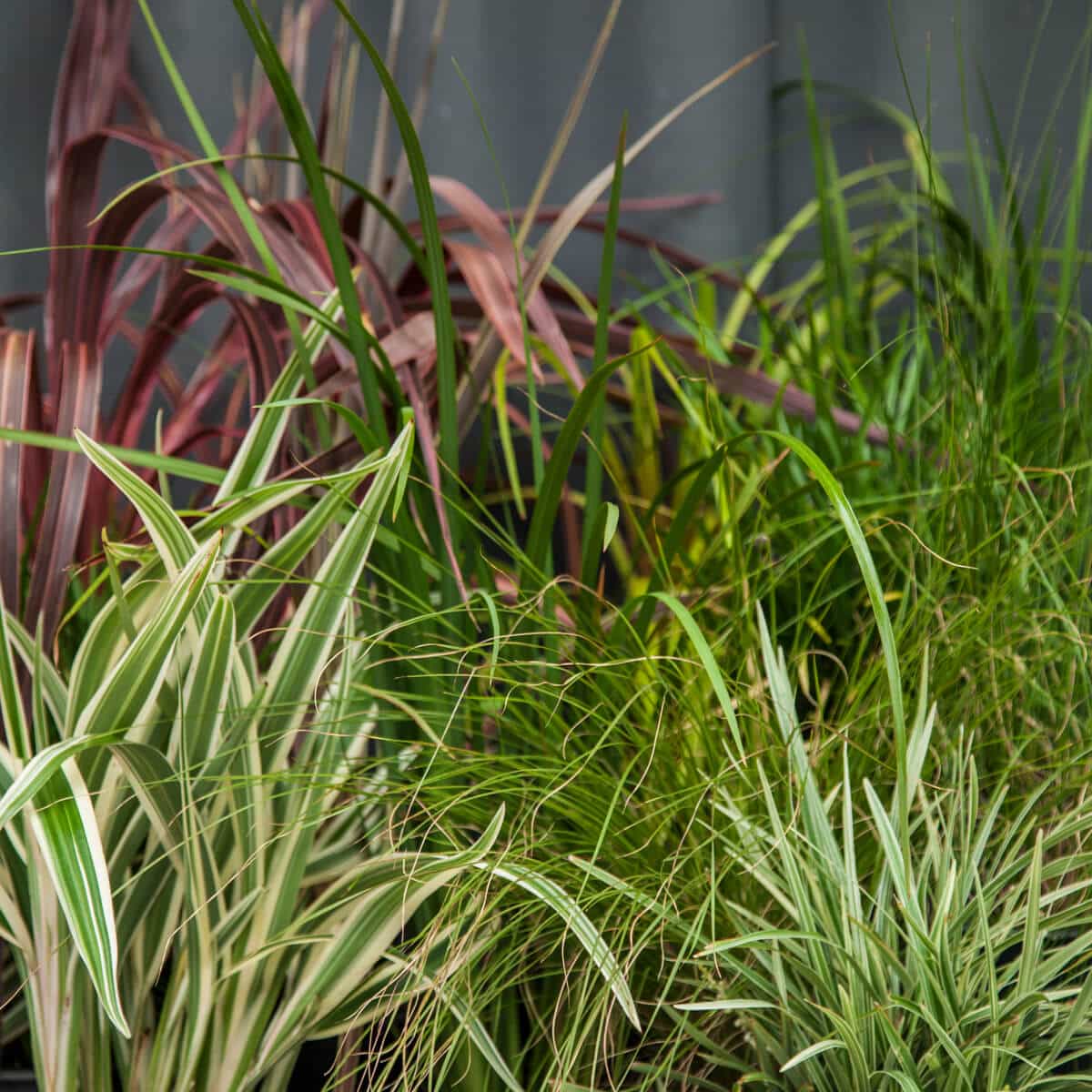 Ornamental grasses with thin, variegated blades in shades of maroon and green.