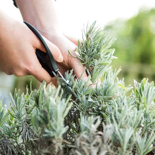 A close-up of a person's hand trimming or harvesting herbs from a potted plant.