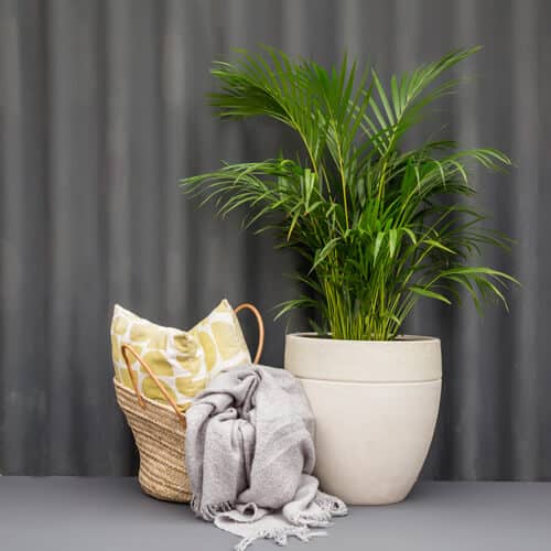 A basket containing a pillow and throw next to a palm in a white planter.