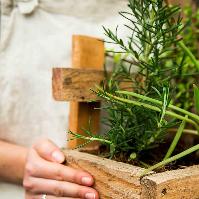 Close-up of a person holding a wooden plant box containing a vivid green rosemary plant.