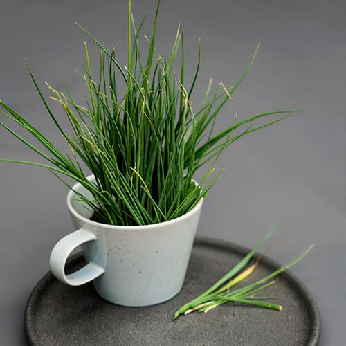 Cut green chives in a white porcelain cup on a grey plate.