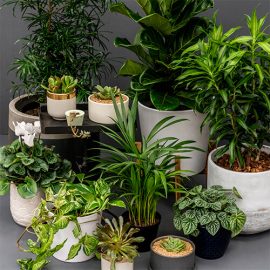 Pamper your indoor plants