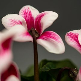 How to care for your cyclamen
