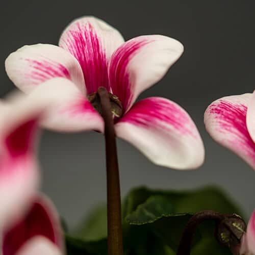 Close-up of a cyclamen flower with pink and white striped petals against a blurred grey background.