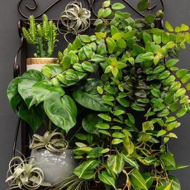 Decorating with indoor plants