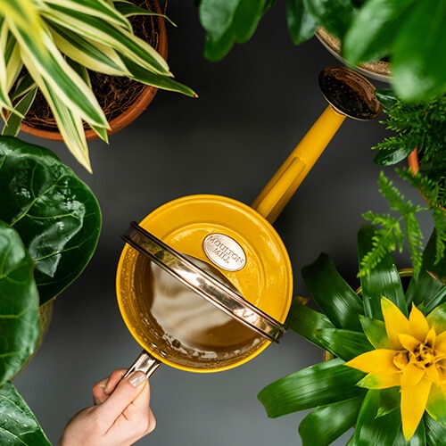 Overhead view of hand holding a small yellow watering can amidst various potted green plants.