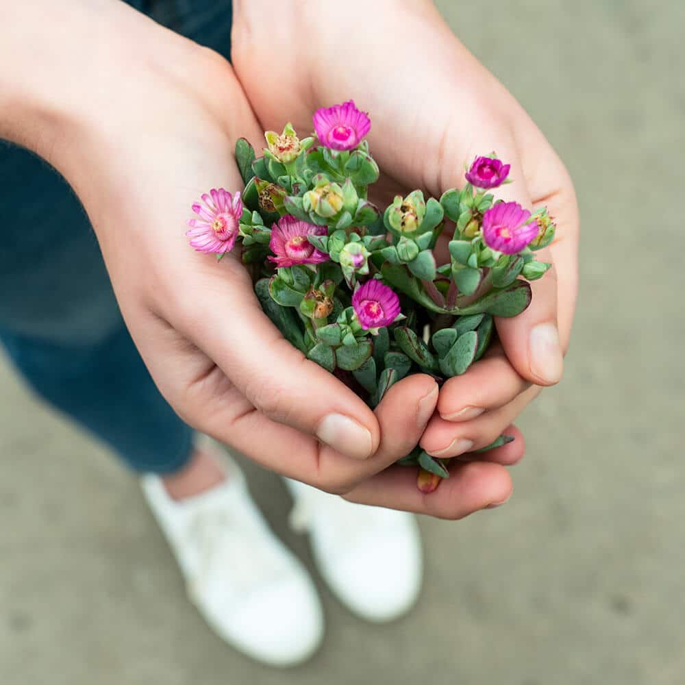 Two cupped hands holding a green vygie plant with pink flowers.