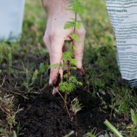 Planting a tree the right way