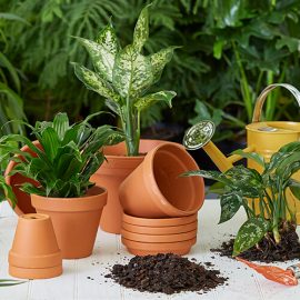 6 Common houseplant problems – solved!