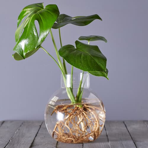 A glass vase with water and roots contains a cutting of a large, green leaf Monstera deliciosa plant.