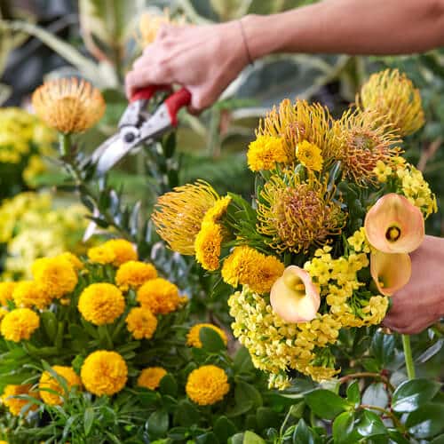 Person's hand trimming yellow pincushion protea flowers with secateurs in a garden.