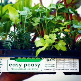 It’s “Easy Peasy” to grow your own veggies at home