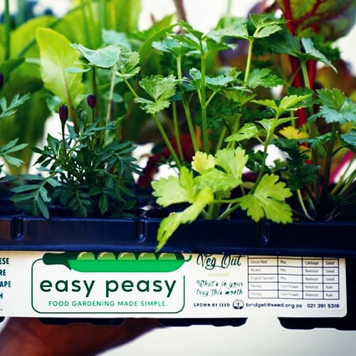 Close-up of leafy greens and herbs in a planter box with the "easy peasy" logo.