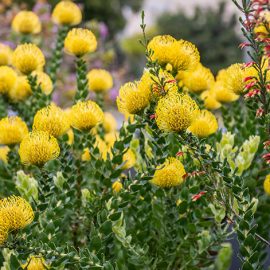 Plant proteas this summer