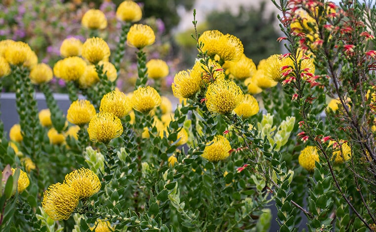 Yellow proteas in a garden setting.