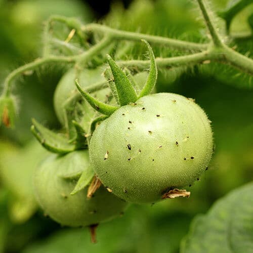 Close-up of an unripe green tomato on the vine.