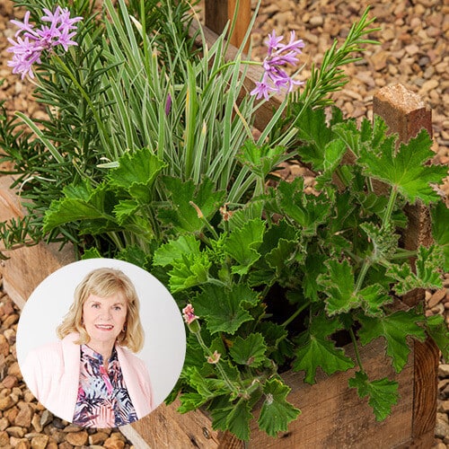 Close-up of an assortment of garden herbs and flowers including rosemary, lavender, and pelargonium plants, with an inset portrait of a smiling blonde woman.