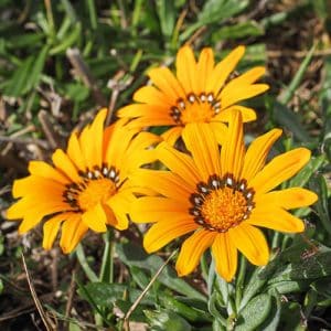 Add marigolds and gazanias to your summer garden | Stodels Garden Centre